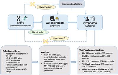 The causal relationship between gut microbiota and lymphoma: a two-sample Mendelian randomization study